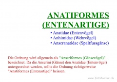 Anatiformes (Entenartige)